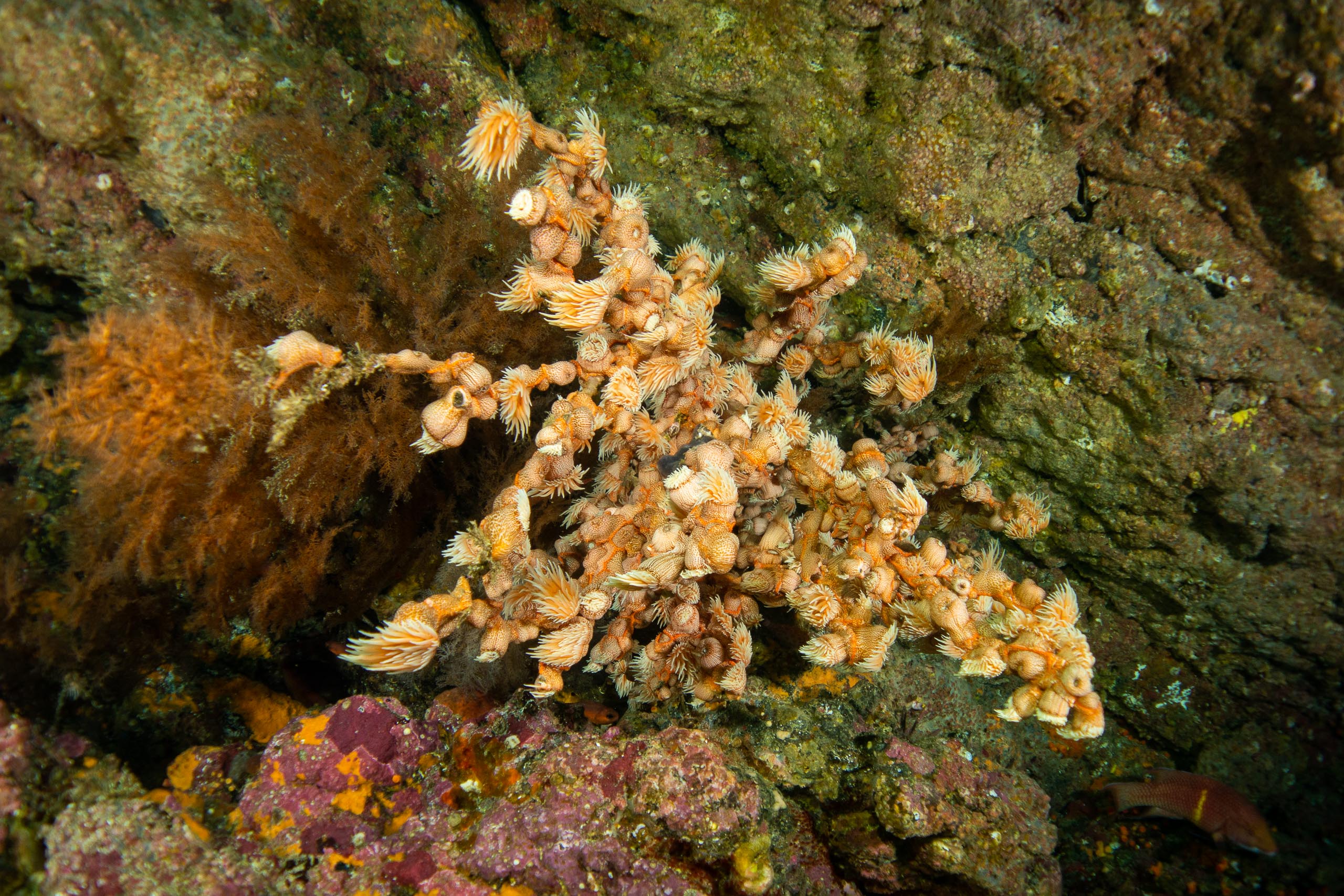 Corail mou dans les eaux de Cap Marshall sur l'île d'Isabela, Galápagos - Calipso avec Nature Experience