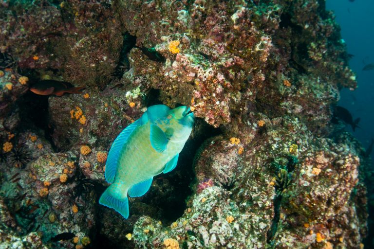 Un poisson perroquet bossu (Scarus perrico) mange du corail dans les eaux des Galápagos - Calipso avec Diving Experience