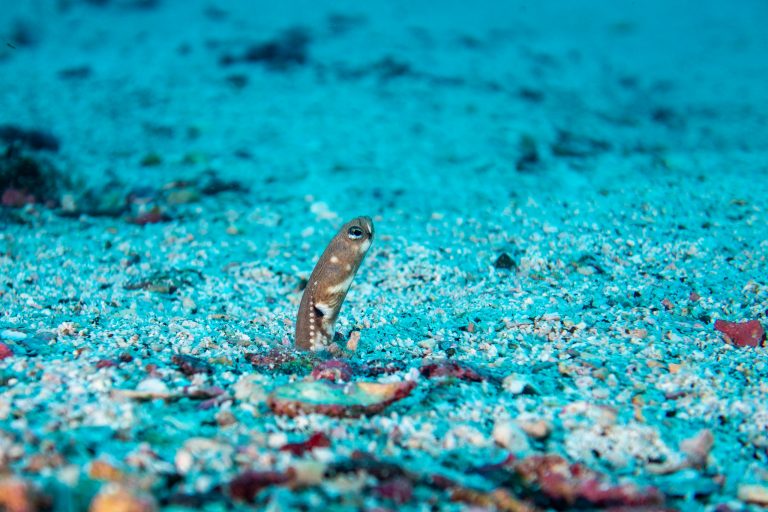 Une anguille jardinière des Galápagos (Heteroconger klausewitzi) dans les fonds sableux des Galápagos - Darwin et Wolf - Aqua avec Diving Experience