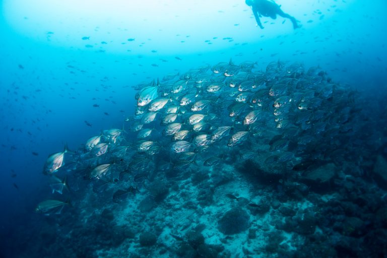 Banc de pompaneau éclatant (Trachinotus stilbe), Galápagos - Darwin - Aqua avec Diving Experience