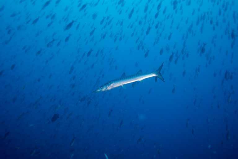 Bécune pélican, ou barracuda pélican (Sphyraena idiastes) en chasse, Galápagos - Darwin - Aqua avec Diving Experience