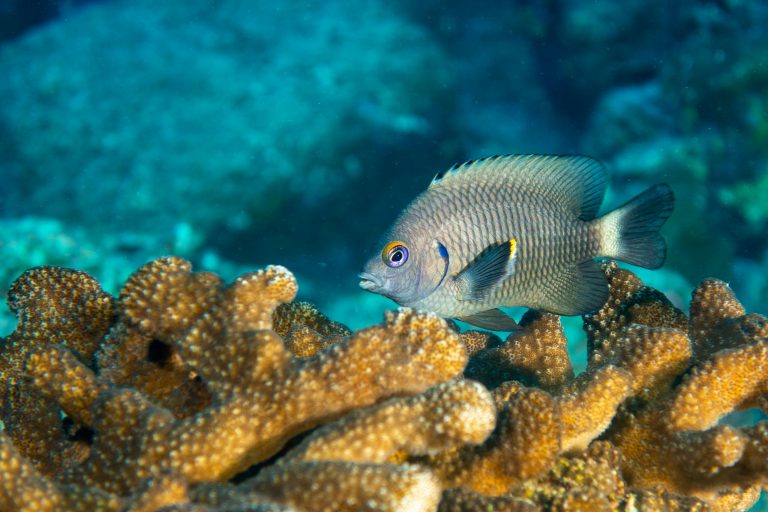 Chauffet queue blanche du sud (Stegastes beebei) sur les coraux, Galápagos - Darwin - Calipso avec Diving Experience