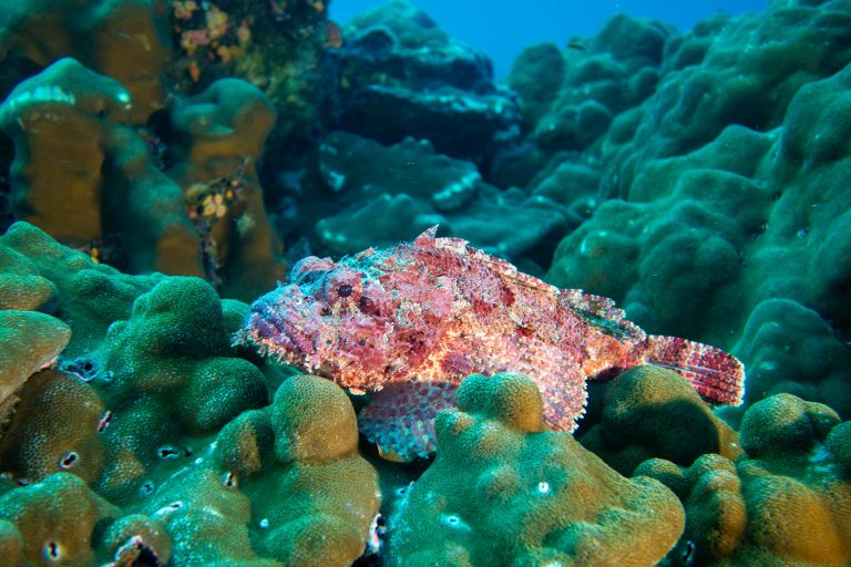 Une rascasse (Scorpaena sp.) posée sur des coraux, Galápagos - Darwin - Aqua avec Diving Experience