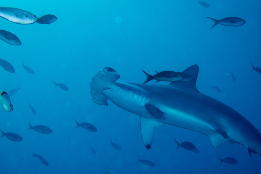 Cette photo permet clairement d'identifier l'échancrure centrale et les pointes latérales propres au requin-marteau halicorne