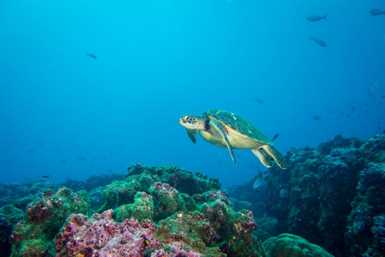 Une tortue verte (Chelonia mydas) au dessus des coraux de l'île Darwin, Galápagos - Darwin - Galápagos Master avec Diving Experience