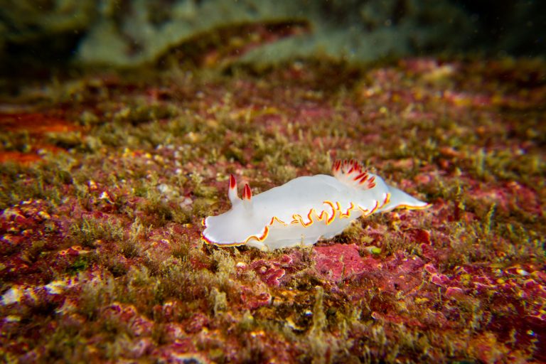 Un nudibranche de la famille des Dorides, Galápagos - Punta Carrión et Seymour Norte - Calipso avec Diving Experience