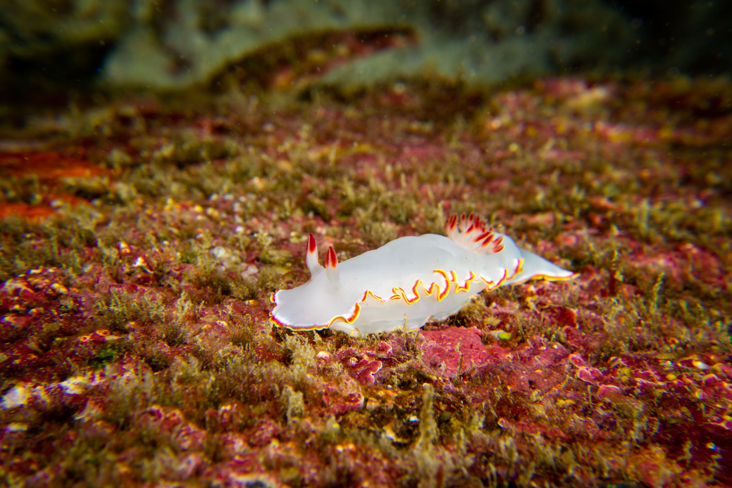 Un nudibranche de la famille des Dorides, Galápagos - Calipso avec Diving Experience