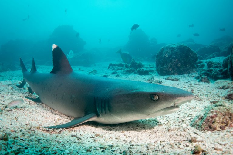 Des requins corail (Triaenodon obesus) se reposent sur un fond de sable, Galápagos - Batolomé et Rocher Cousin - Cabotage sous-marin aux Galápagos avec Diving Experience