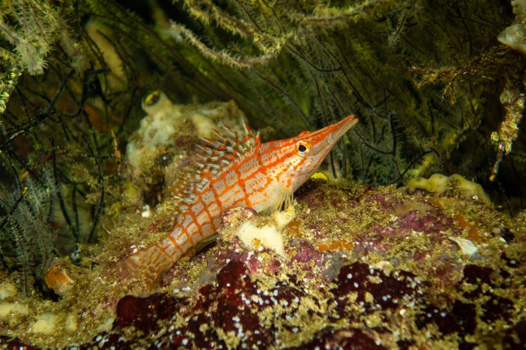Un poisson épervier à nez long, ou bécasse à carreaux (Oxycirrhites typus) sur un rocher, Galápagos - Rocher Cousin - Calipso avec Diving Experience