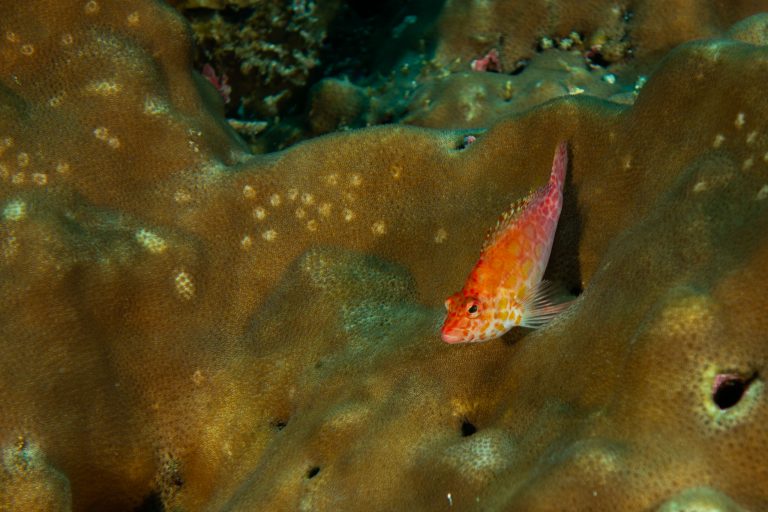 Un Epervier à point rouge (Cirrhitichthys oxycephalus) sur un corail, Galápagos - Darwin et Wolf - Calipso avec Diving Experience