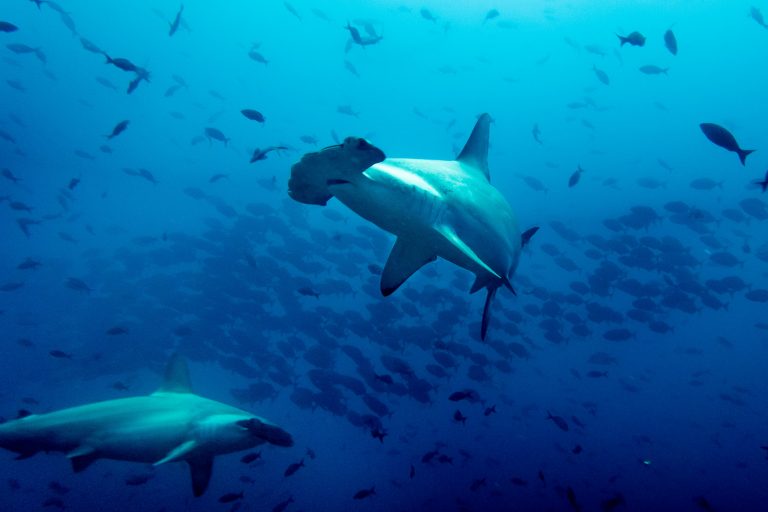 Requin-marteau halicorne (Sphyrna lewini), Galápagos - Wolf - Humboldt Explorer avec Diving Experience