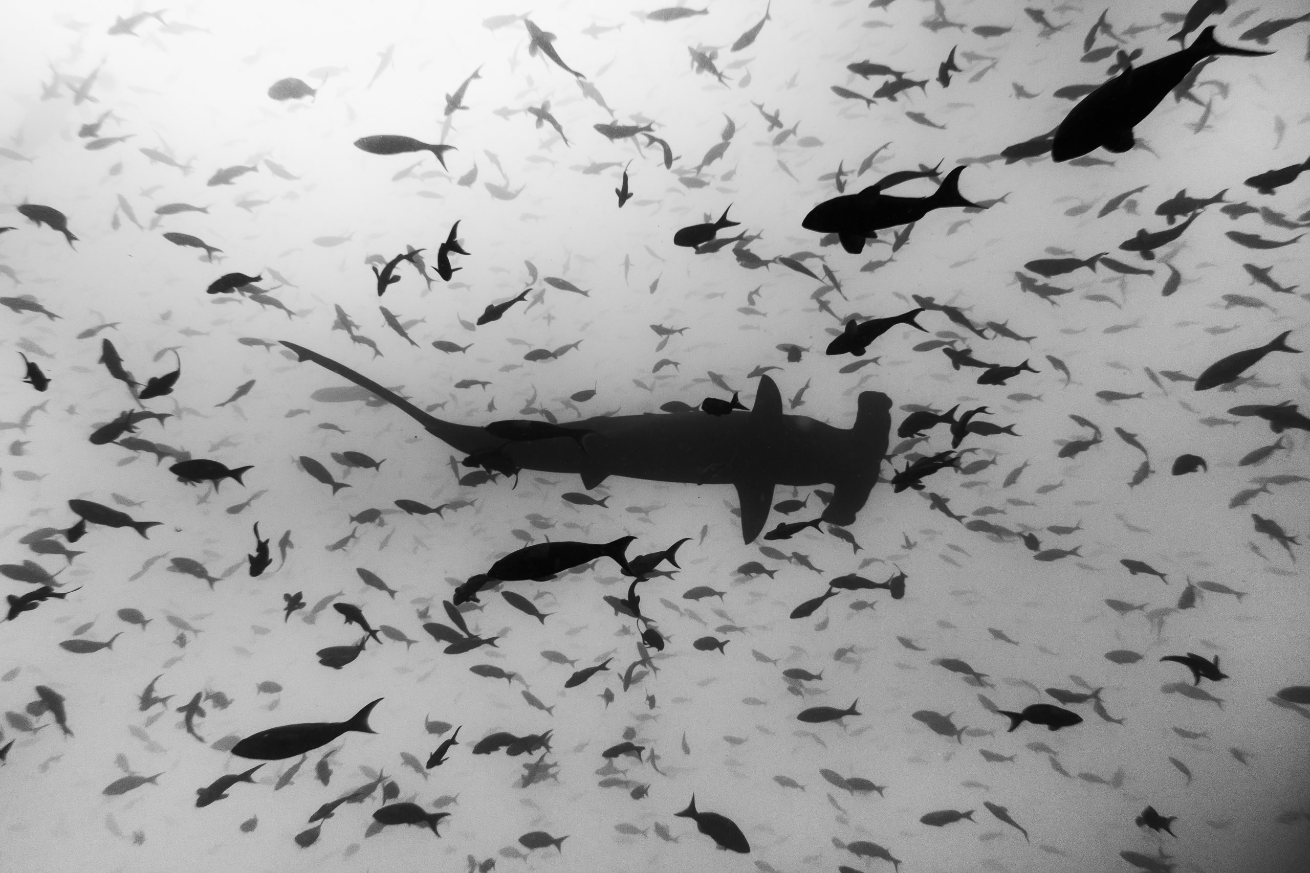 Les espèces de requins aux Galápagos