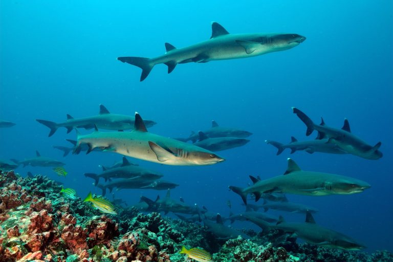 Extension de la réserve marine des Galápagos - Par Diving Experience