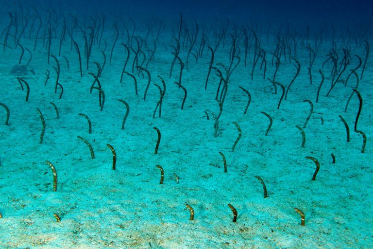 Un champ d'anguilles jardinières des Galápagos (Heteroconger klausewitzi) sur les fonds sableux des Galápagos - Mosquera et Daphné menor - Cabotage sous-marin aux Galápagos avec Diving Experience