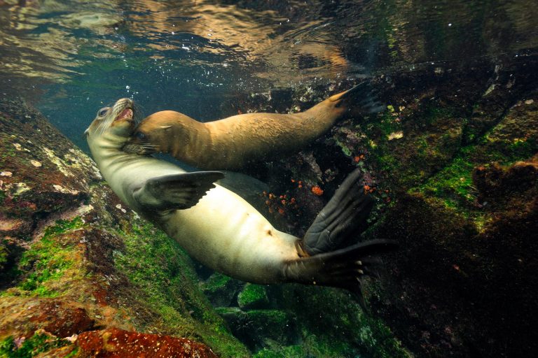 Deux otaries jouent sous l'eau aux Galápagos - Bienvenue dans le monde de Charles Darwin - Calipso avec Diving Experience