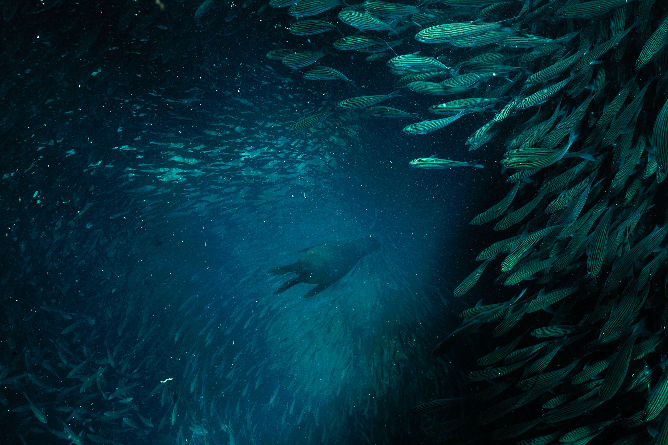 Vidéo: Immersion sous marine aux Galapagos