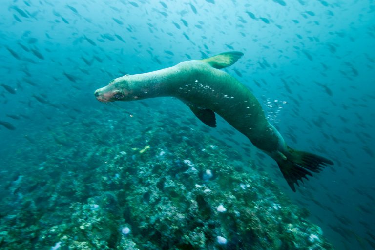 Une otarie des Galápagos (Zalophus wollebaeki) joue sous l'eau aux Galápagos - Cap Marshall - Galápagos Master avec Diving Experience