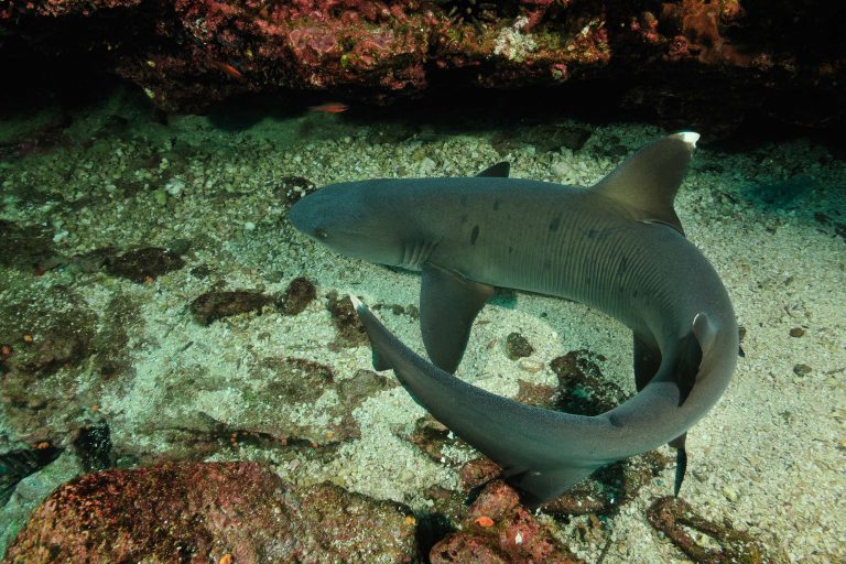 Un Requin Corail (Triaenodon-obesus) à Tintoreras - A la recherche du requin - Le vol des raies mantas avec Diving Experience