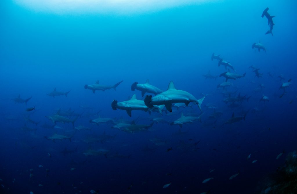 Groupe de requins-marteaux halicornes autour de l'île de Darwin. À la nuit tombée les groupes se défont et les individus partent chasser seuls. Ils se regroupent ensuite à l'aube pour socialiser pendant la journée.