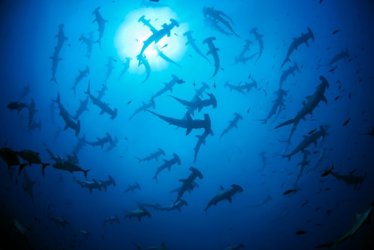 Grand groupe de Requin-marteau halicorne (Sphyrna lewini), Galápagos - Wolf - Galapagos Sky avec Diving Experience