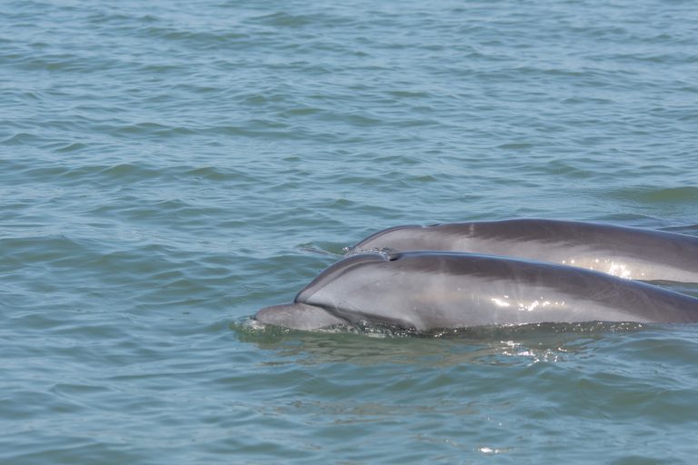 Les grands dauphins (Tursiops truncatus) peuvent facilement être observés dans l'estuaire du fleuve Guayas à Posorja - Posorja - Guayaquil – Vol international - Le vol des raies mantas avec Diving Experience
