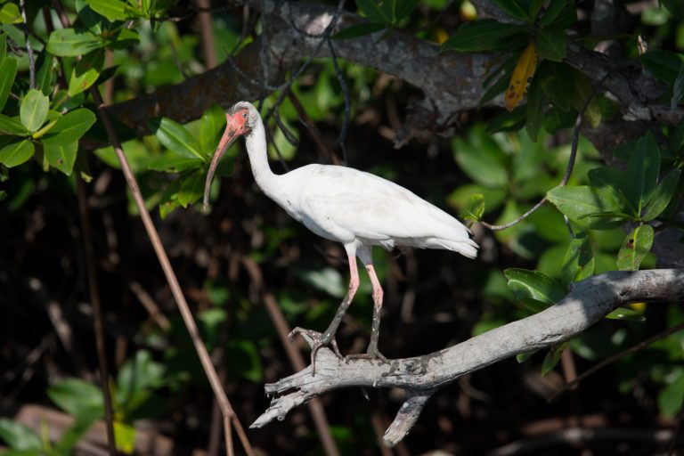 Ibis blanc (Eudocimus albus) dans les mangroves de Posorja - Le vol des raies mantas avec Diving Experience