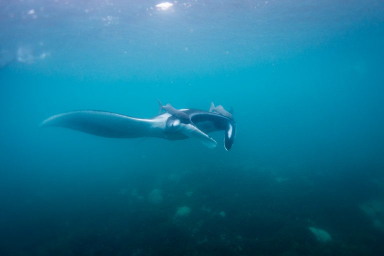 Haut-fond du « Bajo Cope » - Le vol des raies mantas avec Diving Experience