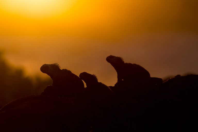 Iguane marin (Amblyrhynchus Cristatus) au coucher du soleil - Vol vers les Galápagos - San Cristobal - Cabotage sous-marin aux Galápagos avec Diving Experience