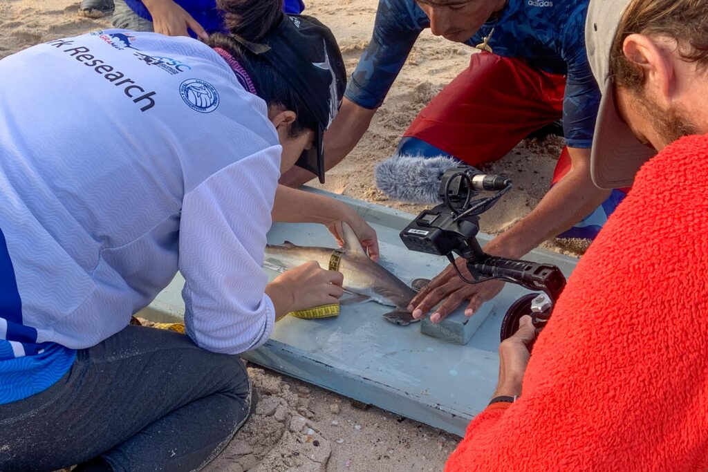 Individu juvénile de requin-marteau halicorne étudié sur le site de Puerto Grande sur l'île San Cristobal.