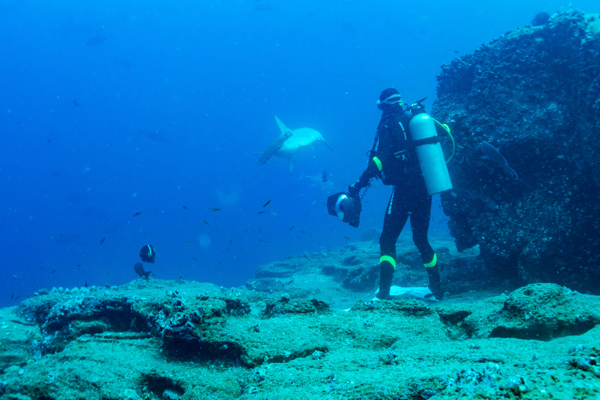 Silence, on tourne ! Récit d’un tournage sous-marin aux Galápagos