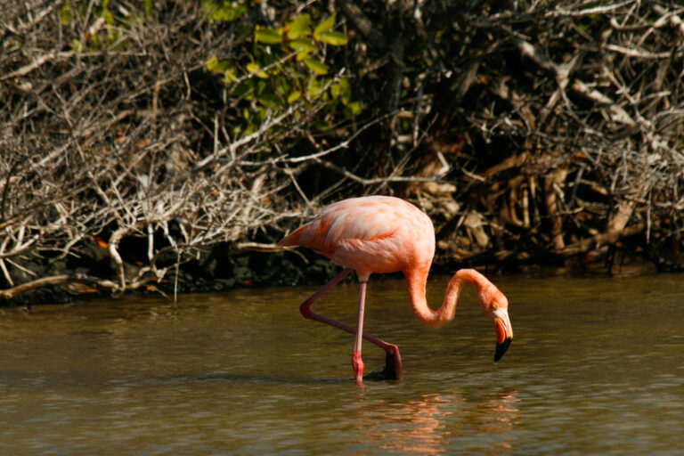 Flamant des Caraïbes (Phoenicopterus ruber) - Isabela - Galaxy Diver avec Diving Experience